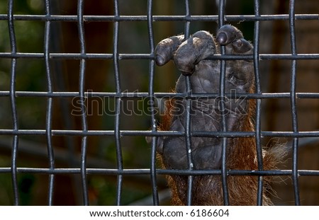 an orangutan hand holds on to the wire mesh