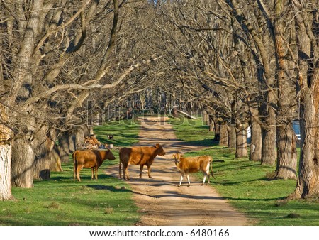 cows stand in the middle of this beautiful tree lined country road