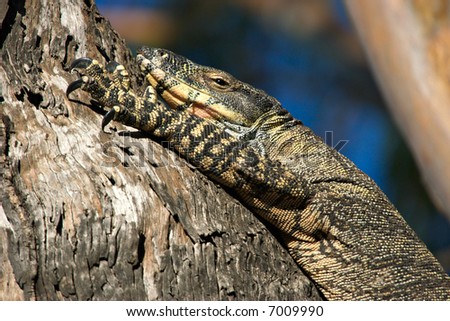 a big lace monitor goanna lizard lays in a tree