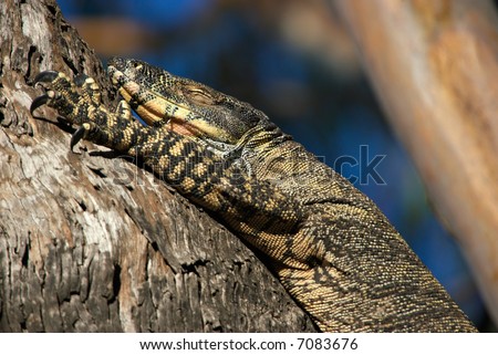 a big lace monitor goanna lizard lays in a tree with its eyes shut
