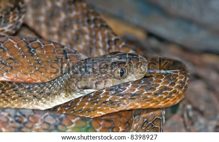 stock photo : australian common tiger snake Notechis sc
