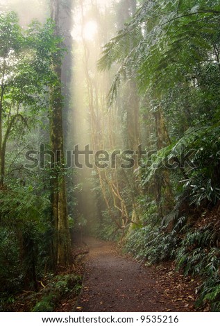 light beam in the beauty of the dorrigo world heritage rainforest