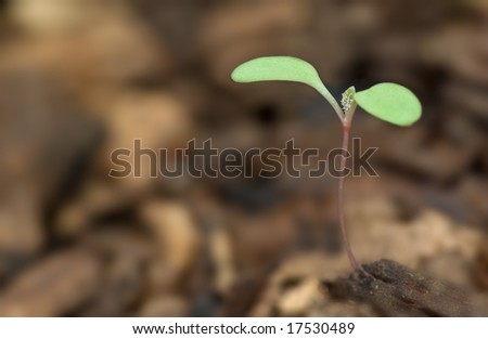 a tiny little plant grows in the soil extremely narrow dof