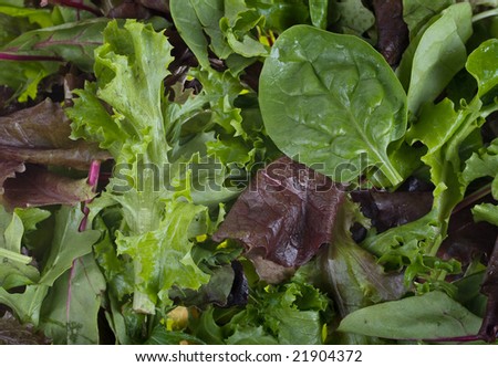 great image of lettuce rocket and other salad greens