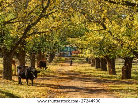 great image of cows on my tree lined driveway