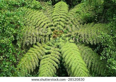 great image of a tree fern in the rainforest