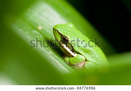 dwarf green tree frog litoria fallax sitting in a plant