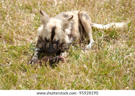 cape hunting dog eating meat