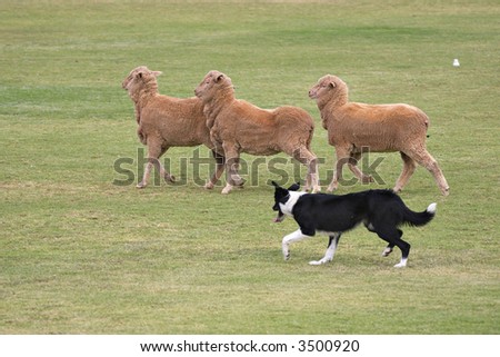 working sheep dog  border