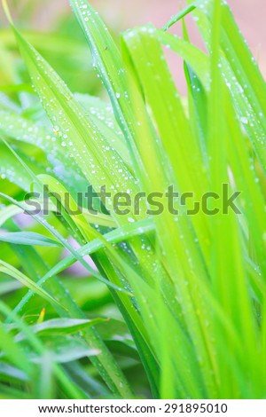 bright green grass - natural spring textured background