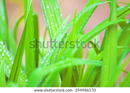 green grass - natural spring background, horizontal orientation