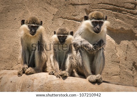 three monkees sitting next to each other/the monkey family/Africa Safari Park