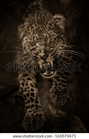 Angry leopard attacking/Angry leopard/Safari park - Egypt