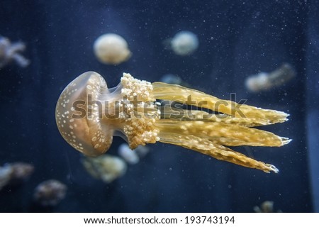 venomous Jelly fish/Jelly fish/Red Sea,Egypt