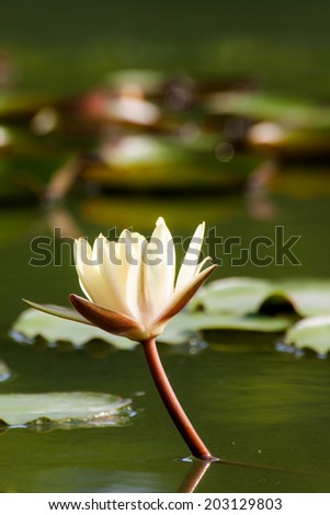 Yellow lotus flower on the water