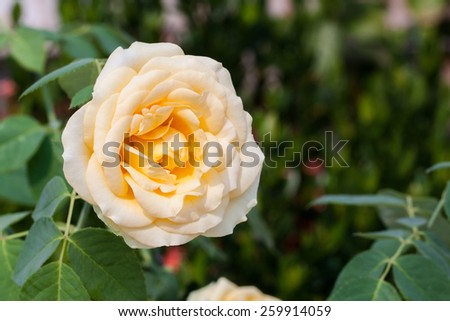 Yellow Rose Flower on natural green background focus at the centre