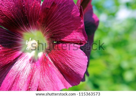 large and bright Malva flower burgundy in the sun