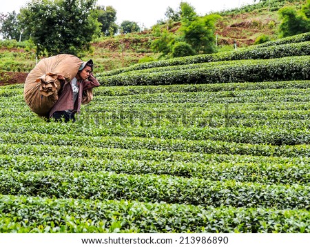 CHIANG RAI AUG 10: Workers cultivate Oolong tea at tea plantation located on Santikhiri village Chiangrai, Thailand on August 10th, 2014. The village is recognized as fine oolong tea plantation area.