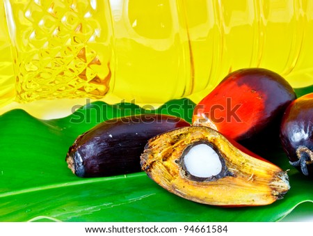 oil palm fruits and palm olein cooking oil