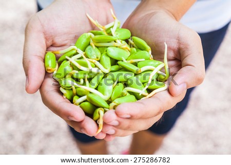 Close Up Fresh Riang Parkia Seeds in Farmer Hands