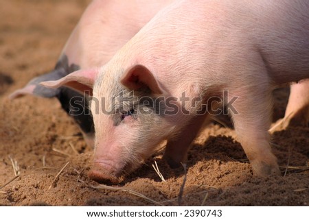 small pink pig, piglet