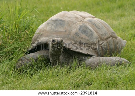Giant tortoise, Geochelone gigantea