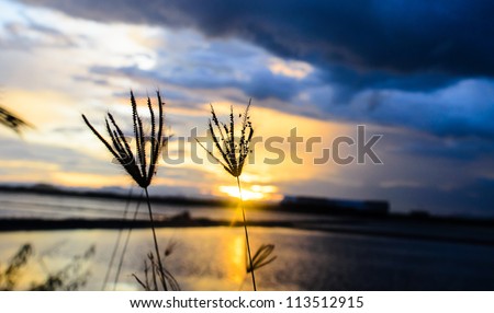 Silhouette of Grass Flowers against a Beautiful Sunset