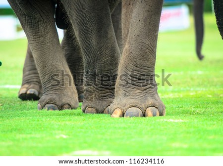 Elephant legs with green grass