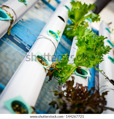 Hydroponics Vegetable ,the nutrition in the future.