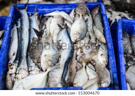 Fresh fish from Hua Hin fishing pier ready to market