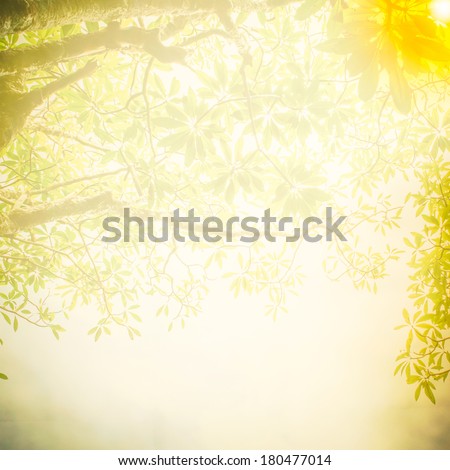 Abstract Tree branch in the woods, with lens flare effect with texture background