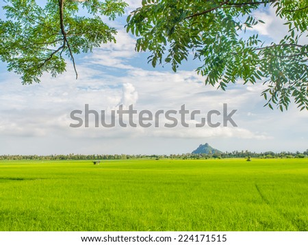 rice field behind the factory with green leaf s frame.
