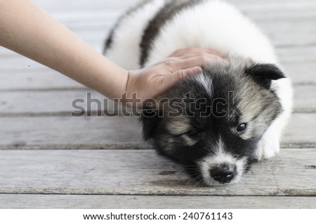 Child\'s hand touching  Thai Bang Kaew Puppy head on wooden floor.