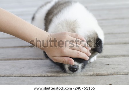 Child\'s hand touching  Thai Bang Kaew Puppy head on wooden floor.
