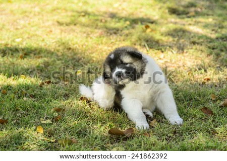 Thai Bang Kaew Puppy scratching his head in the park outdoor with sun light