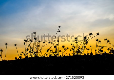 grass silhouettes, grass silhouettes background with sun set.