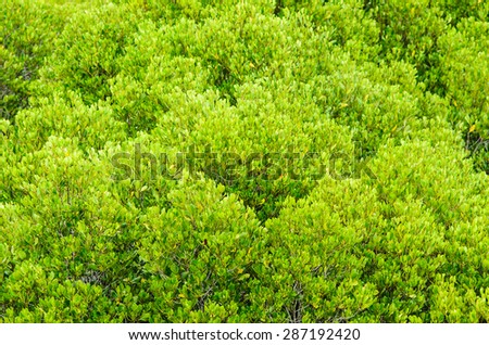 Mangrove forest texture.