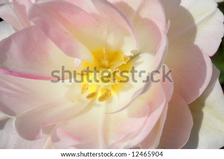 [Obrazek: stock-photo-tulip-close-up-12465904.jpg]