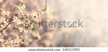 Beautiful spring blossom web banner or header with text space