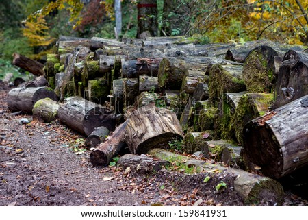 Big group of stumps firewood cut along the road in a forest