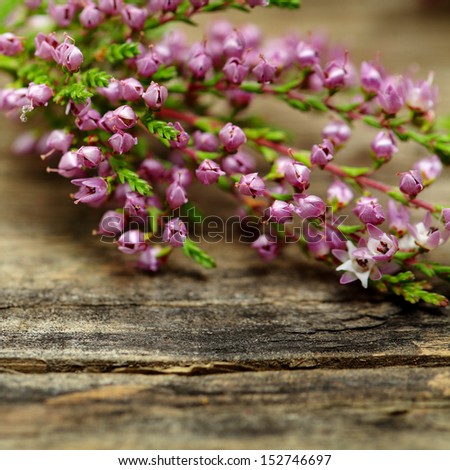Rustic flower, macro -  blurred floral blossom background