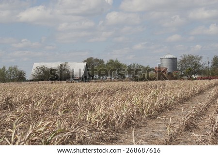 Texas Cotton Farm on a Sunny Day