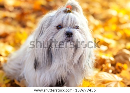 Shih tzu dog autumn portrait.