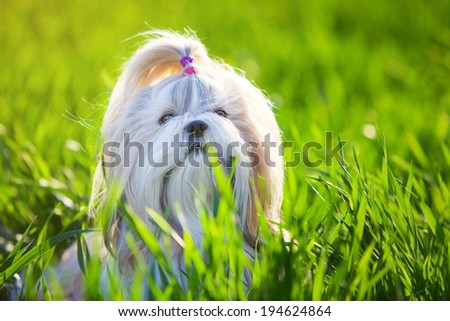 Shih tzu dog in grass.