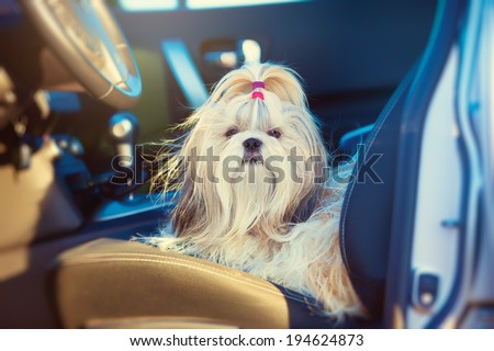 Shih tzu dog sitting in car on driver seat.