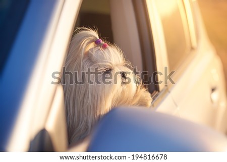 Shih tzu dog looking in car window.