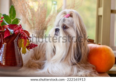 Shih tzu dog with pumpkin and plants.