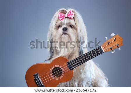Shih tzu dog with small guitar on blue background.