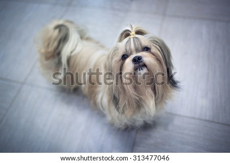 Shih tzu dog in home interior. Asking for something to eat.