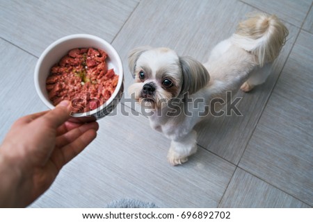 Shih tzu dog getting food from owner at kitchen. Focus on dog.